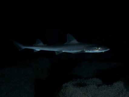 A Common smooth-hound (Mustelus mustelus) swims in the darkness of the sea. Dive site Playa, Los