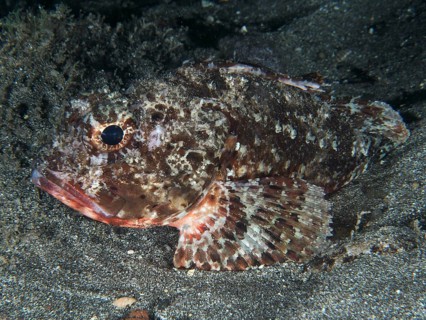 A Black scorpionfish (Scorpaena porcus) lies on lava sand at night. Dive site Playa, Los