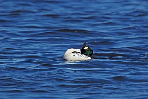 Common goldeneye (Bucephala clangula) male during courtship, Central Sweden, Sweden, Scandinavia,