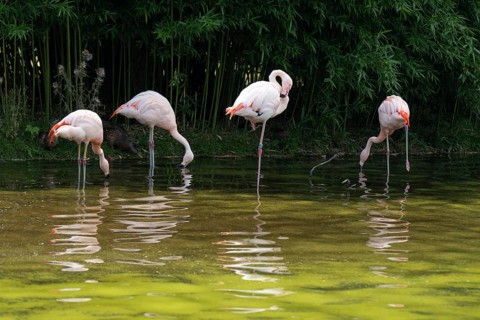 Flamingos (Phoenicopteridae) standing in a pond, reflection, Captive, North Rhine-Westphalia,