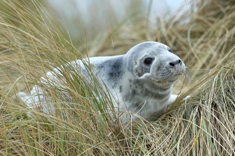 Grey seal (Halichoerus grypus) pup after weaning, lying in the dune grass, offshore island of