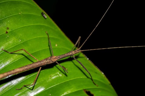 Stick insect (Phasmatodea) sitting on a leaf, at night in the tropical rainforest, Refugio Nacional