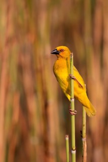 Eastern golden weaver (Ploceus subaureus), adult, male, auto-waiting, alert, preparing nest, Saint