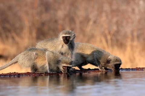 Vervet Monkey (Chlorocebus pygerythrus), adult, three animals, group, drinking, at the water,