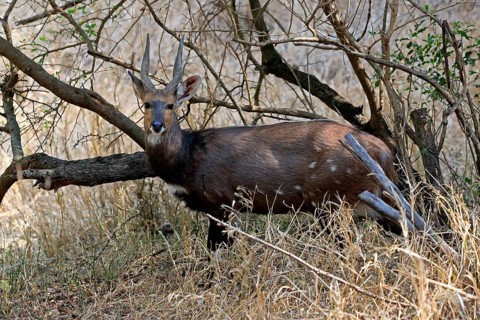 Cape bushbuck (Tragelaphus sylvaticus), adult, male, alert, foraging, Kruger National Park, Kruger