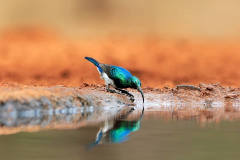 White-bellied Sunbird (Cinnyris talatala), adult, male, at the water, drinking, Kruger National