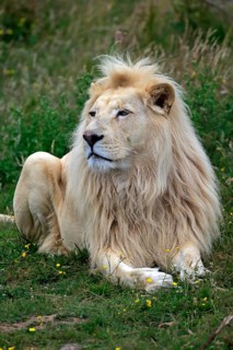 Lion, white form (Panthera leo), adult male, captive