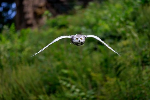 Snowy Owl (Nyctea scandiaca), adult flying, captive, Germany, Europe