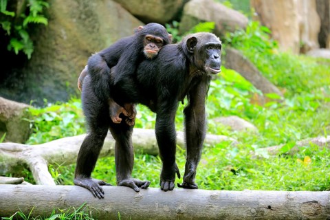Chimpanzee (Pan troglodytes troglodytes), female, adult, young animal, young animal rides on