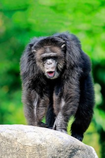 Chimpanzee (Pan troglodytes troglodytes), adult male