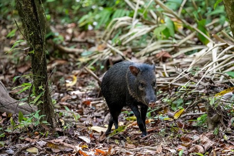 Collared peccary (Pecari tajacu) foraging in the rainforest, Corcovado National Park, Osa,
