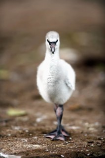 Chilean flamingo (Phoenicopterus ruber chilensis), juvenile, young bird, South America