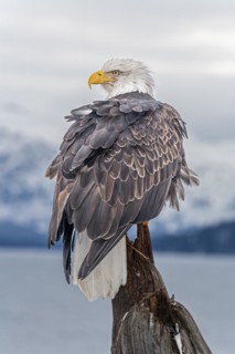 Bald eagle, Haliaeetus leucocephalus, sitting, adult, winter, Homer, Alaska, USA, North America