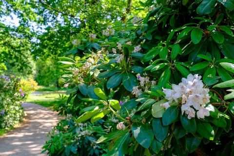 Rhododendron, Dessau-Wörlitz Garden Kingdom, Wörlitz Park, UNESCO World Heritage Garden Kingdom of