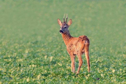 European roe deer (Capreolus capreolus), roebuck standing in a field after the rutting season,