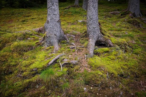 Tree trunk, roots, moss-covered, Taser Höhenweg, forest, Schenna, Scena, South Tyrol, Autonomous