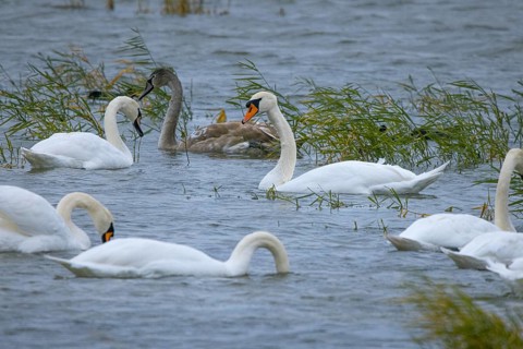 Swans (Cygnus) swimming in the lake, reeds in the background, peaceful scene, Lake Neusiedl