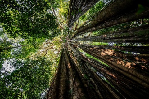Hanging roots of a giant strangler fig (Ficus americana), looking upwards, in the rainforest,