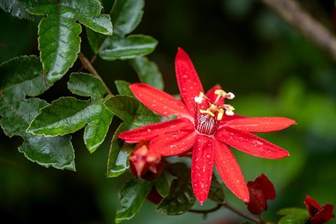Flower of a red passion flower (Passiflora vitifolia) in the tropical rainforest, Alajuela