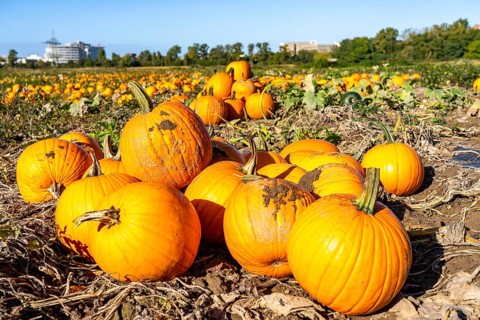 Pumpkin field, ripe pumpkins, shortly in front of harvest, near Neuss, North Rhine-Westphalia,
