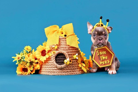 Tan French Bulldog dog puppy with bee antlers and 'Save the bees' sign next to beehive and flowers