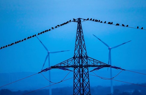 Many birds, rooks, sitting on a high-voltage power line after sunset, wind power plants, Hamm,