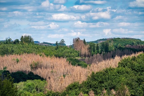 Forest dieback in the Bergisches Land, near Engelskirchen, over 70 per cent of the spruce trees are