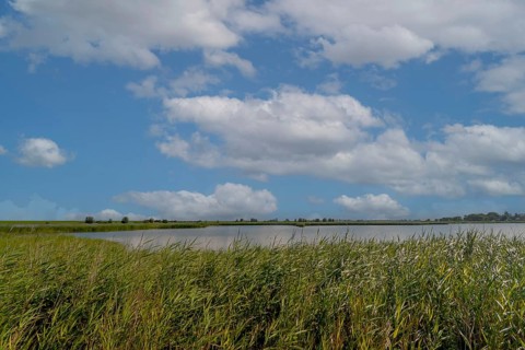 Leyhörn nature reserve, North Sea coast, Krummhörn, East Frisia, Lower Saxony, Germany, Europe