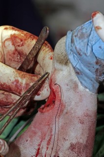 Removal of a skin tumour in a dog, skin tumour, vet, wound is sutured