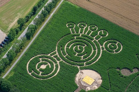 Aerial photo, maize labyrinth, maize, agriculture, footprint, Schleswig-Holstein