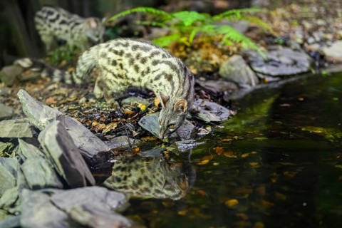 Common genet (Genetta genetta) at the shore of a lake, wildlife in a forest, Montseny National