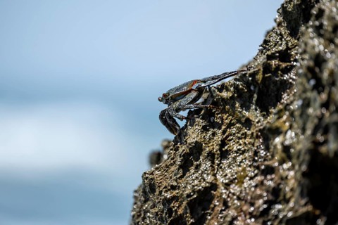 Crab on a rock, Reserva Natural Cabo Blanco, Costa Rica, Central America