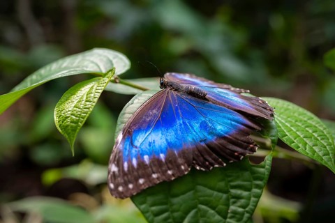 Morpho helenor, blue morpho butterfly sitting on a leaf, Alajuela province, Costa Rica, Central