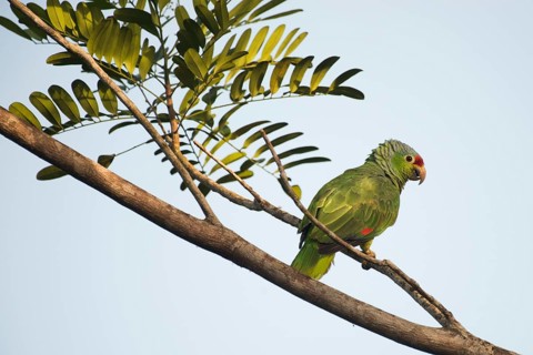 Red-fronted Amazon (Amazona autumnalis), Costa Rica, Central America