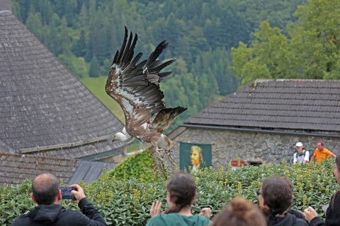 Griffon vulture (Gyps fulvus), flying, Hohenwerfen Castle, Salzburger Land, Austria, Europe