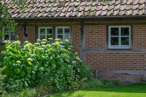 District educational garden, Hydrangea Annabelle, Burgsteinfurt, Steinfurt, Münsterland, North