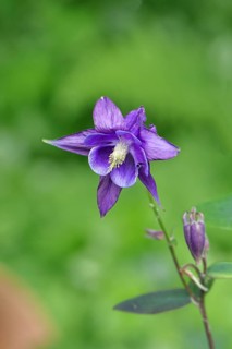 Columbine (Aquilegia vulgaris), blue flower at the edge of a forest, Wilnsdorf, North