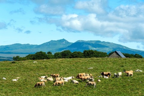 Herd of Aubrac cows grazing in the Cezallier region of Auvergne Volcanoes Natural Park against the