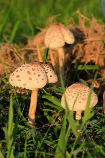 Parasol mushroom, September, Usedom, Mecklenburg-Western Pomerania, Germany, Europe