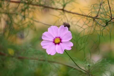 Ornamental basket (Cosmos bipinnatus), flower, pink, colours, autumn, close-up of a flower of the