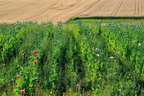Poppy, (Papaver somniferum), poppy field, Waldviertel grey poppy, poppy village Armschlag,