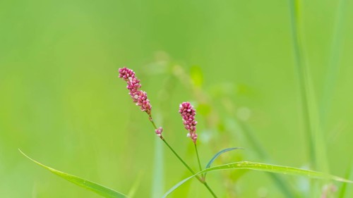 Glandular balsam (Impatiens glandulifera), Indian balsam, red balsam, Himalayan balsam, farmer's