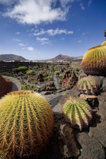Cactus garden, Jardin de Cactus, designed by the artist César Manrique, Lanzarote, Canary Islands,