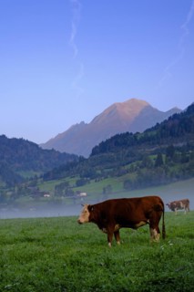 Morning atmosphere in the valley, Gries near Virgen, Virgental, East Tyrol, Tyrol, Austria, Europe