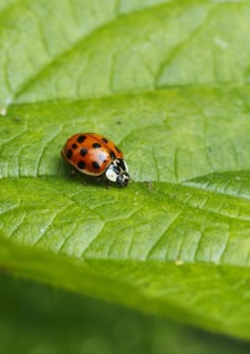 Asian lady beetle (Harmonia axyridis), multicoloured or harlequin ladybird on leaf, North