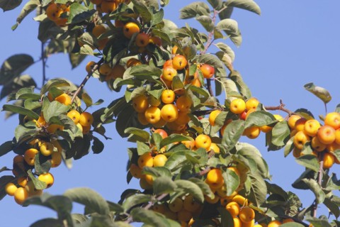 Ornamental apple (Malus), in the blue sky, North Rhine-Westphalia, Germany, Europe