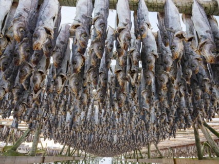 Atlantic cod (Gadus morhua) hung up to dry as stockfish, an old preservation method, Lofoten,