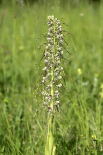 Orchid Bocks-Riemenzunge (Himantoglossum hircinum), Kaiserstuhl region, Germany, Europe