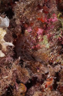 Well camouflaged tompot blenny (Parablennius gattorugine) in the Mediterranean Sea near Hyères.