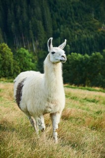 Llama (Lama glama) standing on a meadow in the mountains in tirol, Kitzbühel, Wildpark Aurach,
